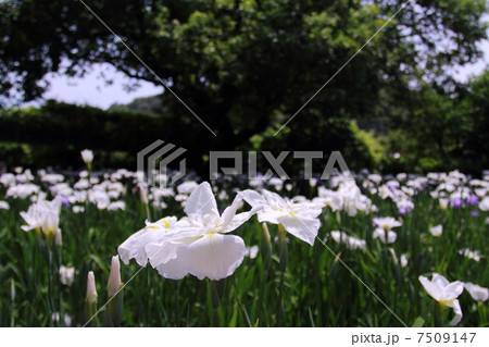 花菖蒲 花菖蒲 7509147