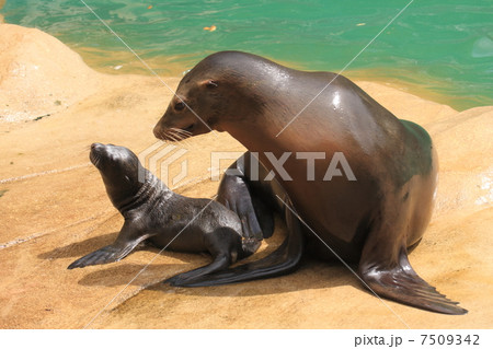 生後わずか1日のアシカの赤ちゃん 生後わずか1日のアシカの赤ちゃん 7509342