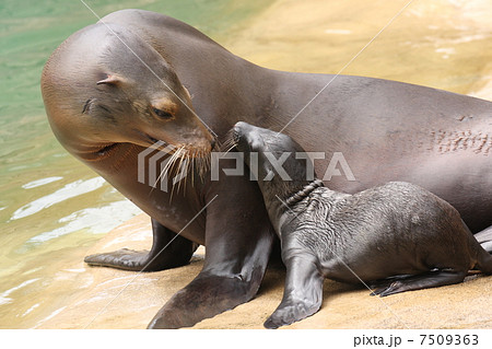 生後わずか1日のアシカの赤ちゃん 生後わずか1日のアシカの赤ちゃん 7509363