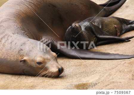 生後わずか1日のアシカの赤ちゃん 生後わずか1日のアシカの赤ちゃん 7509367