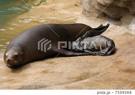 生後わずか1日のアシカの赤ちゃん 生後わずか1日のアシカの赤ちゃん 7509368