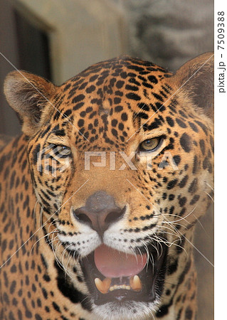 ジャガー 7509388