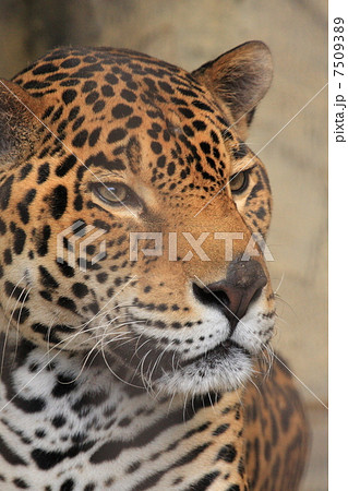 ジャガー ジャガー 7509389