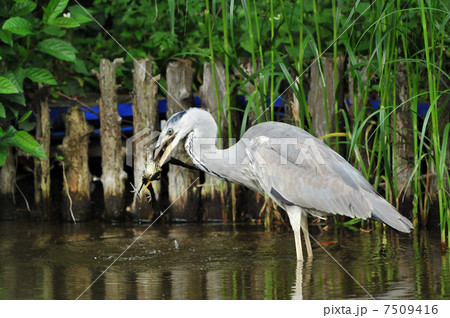 アオサギの食事 アオサギの食事 7509416