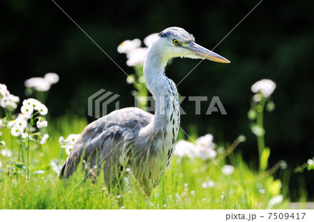 アオサギ 7509417