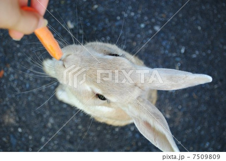 うさぎ うさぎ 7509809