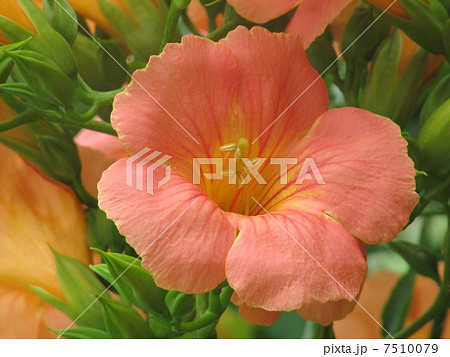 ノウゼンカズラ ノウゼンカズラ 7510079