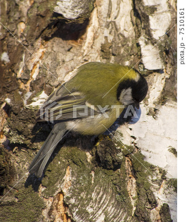 Tit on birch trunk 7510161