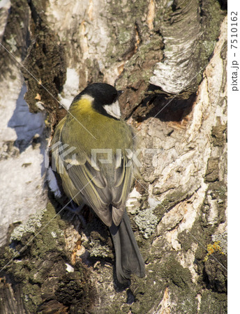 Tit on birch trunk 7510162