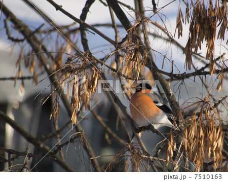 Bullfinch on branch 7510163