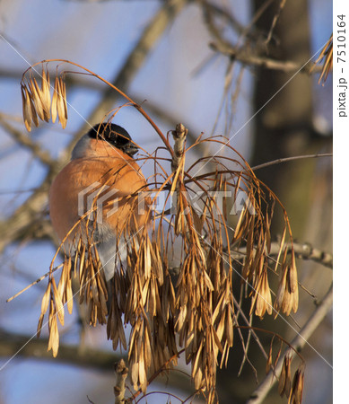 Bullfinch on branch Bullfinch on branch 7510164