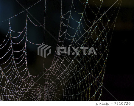 web spider 7510726