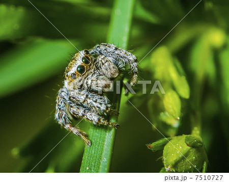 Jumping spider 7510727