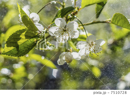 cherry blossoms 7510728