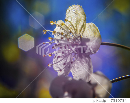 cherry blossoms 7510754