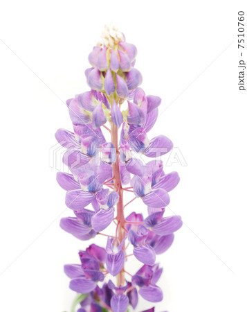 Lupine flower on a white background 7510760