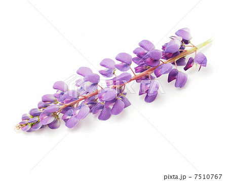 Lupine flower on a white background 7510767
