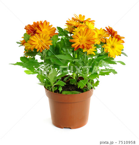 Orange chrysanthemum Orange chrysanthemum 7510958