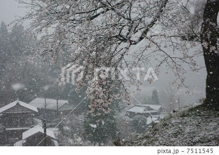 花冷え　黒岩夫婦桜 7511545