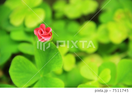 開花途中 7511745