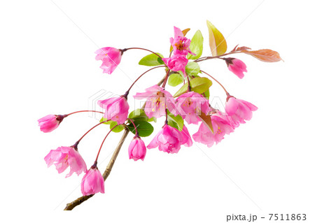 ハナカイドウ ハナカイドウ 7511863