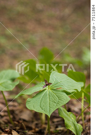 エンレイソウ 7511864