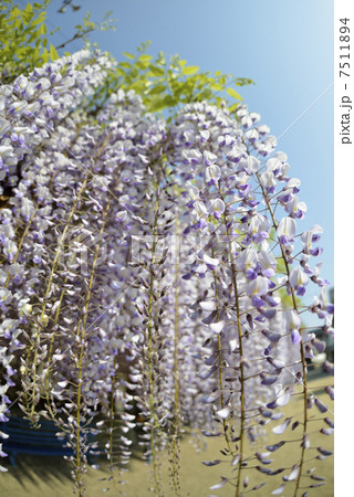 ふじ棚 ふじ棚 7511894