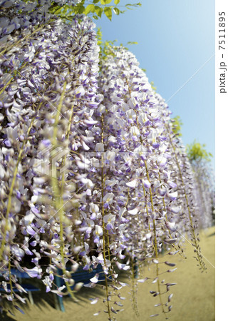 ふじ棚 ふじ棚 7511895