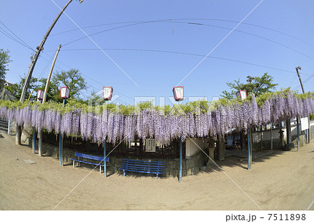 ふじ棚 ふじ棚 7511898