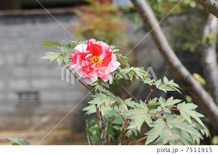 春牡丹 7511915