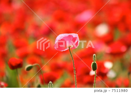 シャーレーポピー シャーレーポピー 7511980