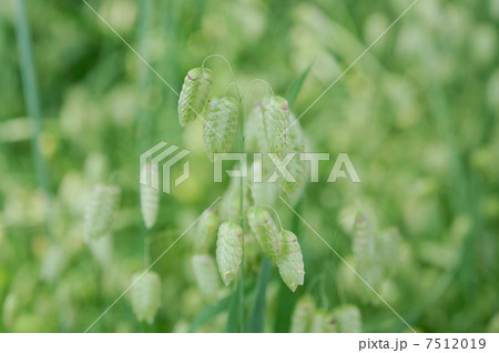 コバンソウ 7512019