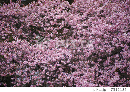 河津桜 河津桜 7512185