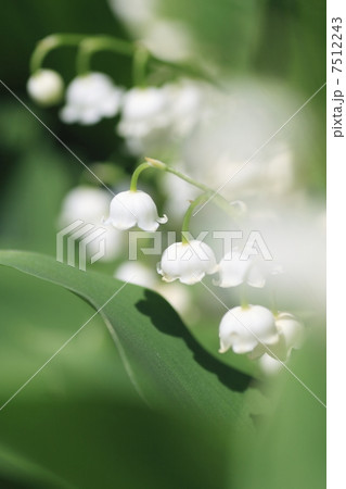 スズランの花 スズランの花 7512243