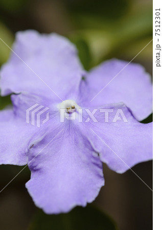 ニオイバンマツリ（匂蕃茉莉） 7512301