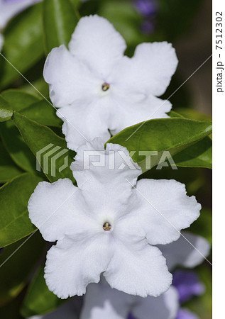 ニオイバンマツリ(匂蕃茉莉) ニオイバンマツリ(匂蕃茉莉) 7512302