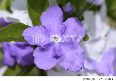 ニオイバンマツリ(匂蕃茉莉) ニオイバンマツリ(匂蕃茉莉) 7512303