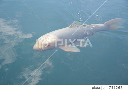 恋を叶える鯉(コイ) 恋を叶える鯉(コイ) 7512624