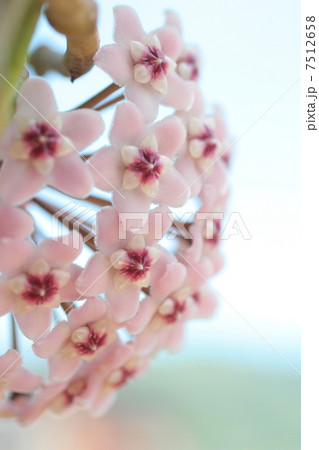 ホヤ・カルノーサ・ワックス・プラント 7512658