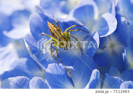 紫陽花とササグモ 7512665