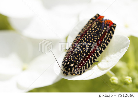 紫陽花とビロードハマキ 7512666