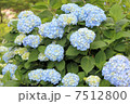 アジサイの花 7512800
