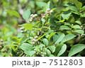 初夏のブルーベリー 7512803