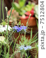 春のガーデン 7512804