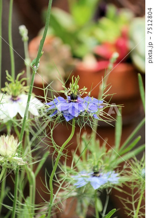 春のガーデン 7512804