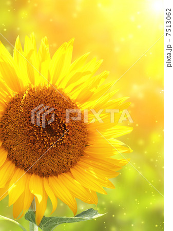 Sunflower Sunflower 7513062