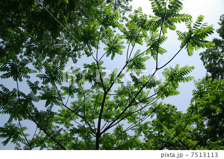 カラスザンショウ 7513113