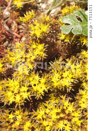 マンネングサ マンネングサ 7513151