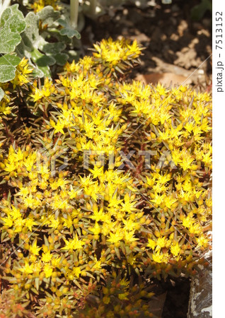 マンネングサ 7513152