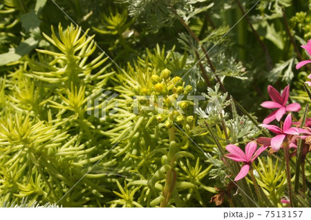 マンネングサ 7513157